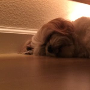 Meet your Posher, Elea